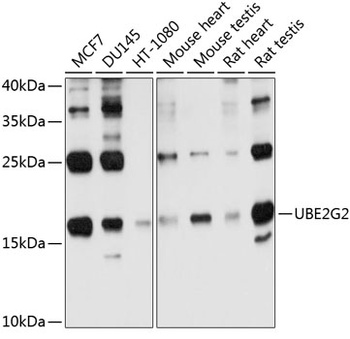 UBE2G2 Antibody