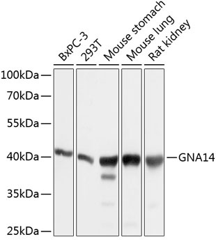 GNA14 Antibody