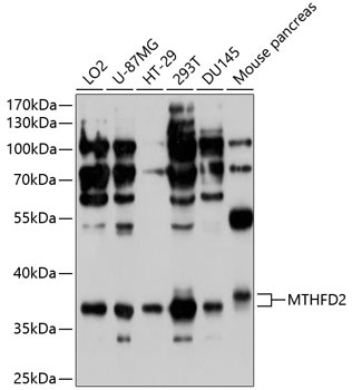 MTHFD2 Antibody