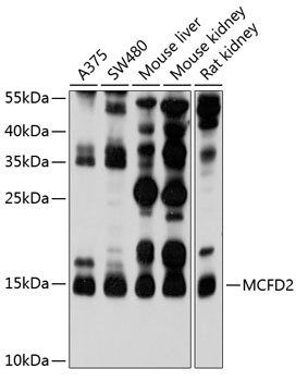 MCFD2 Antibody