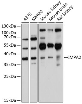 IMPA2 Antibody