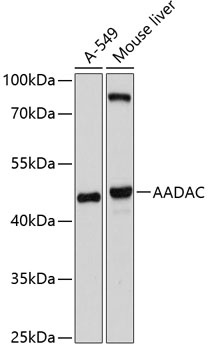 AADAC Antibody