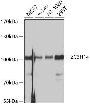 ZC3H14 Antibody