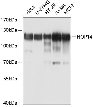 NOP14 Antibody