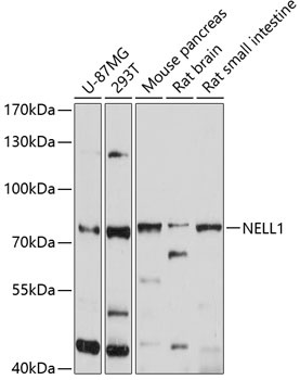NELL1 Antibody