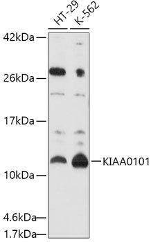 KIAA0101 Antibody