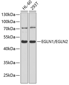 EGLN1/EGLN2 Antibody