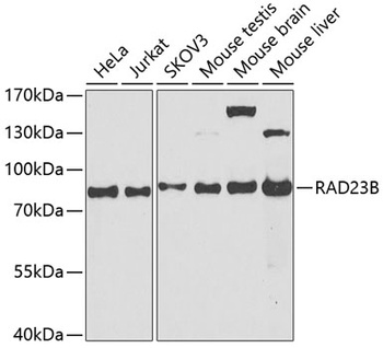 RAD23B Antibody