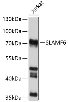 SLAMF6 Antibody