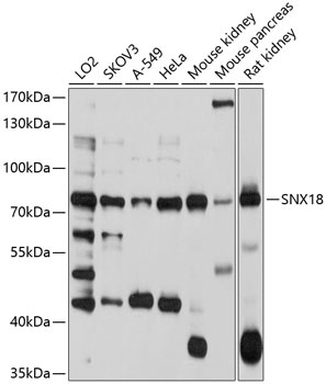 SNX18 Antibody