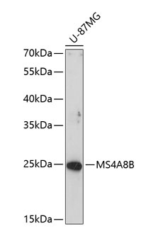 MS4A8B Antibody
