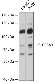 SLC28A3 Antibody