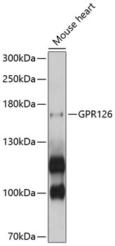 GPR126 Antibody