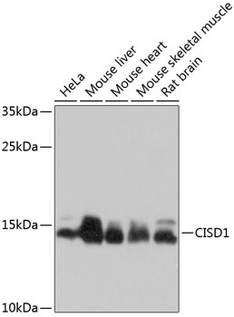 CISD1 Antibody