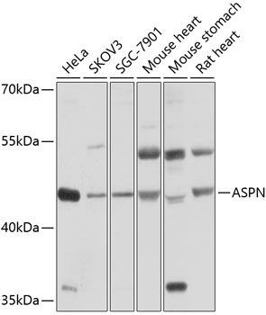 ASPN Antibody