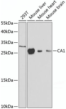 CA1 Antibody