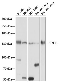 CYFIP1 Antibody