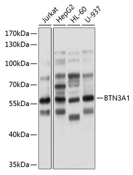 BTN3A1 Antibody