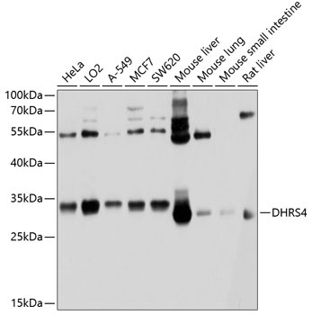 DHRS4 Antibody