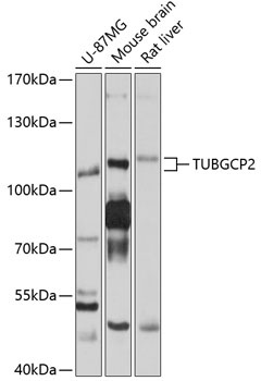 TUBGCP2 Antibody