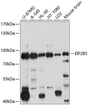 EIF2B5 Antibody