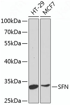 SFN Antibody