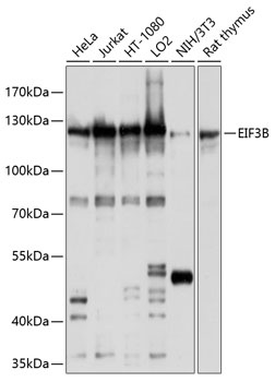 EIF3B Antibody