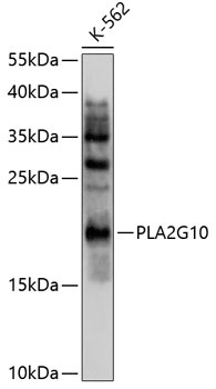 PLA2G10 Antibody