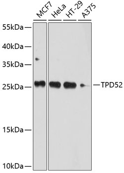 TPD52 Antibody