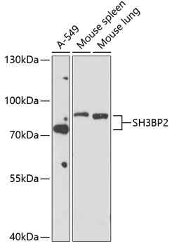 SH3BP2 Antibody