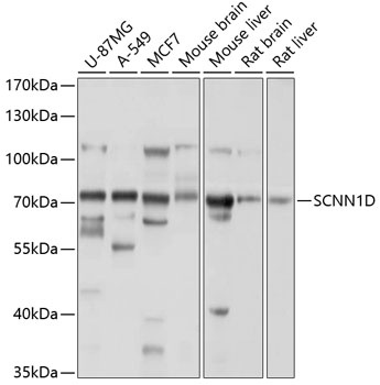 SCNN1D Antibody