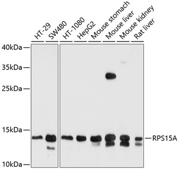 RPS15A Antibody