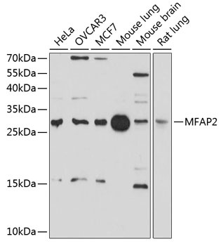 MFAP2 Antibody