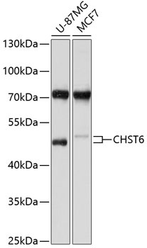 CHST6 Antibody