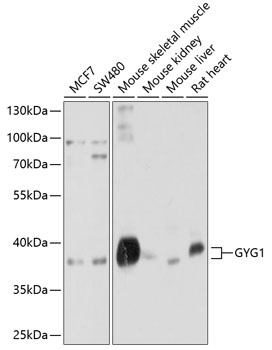 GYG1 Antibody