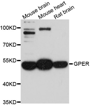 GPER1 Antibody