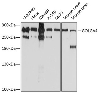 GOLGA4 Antibody