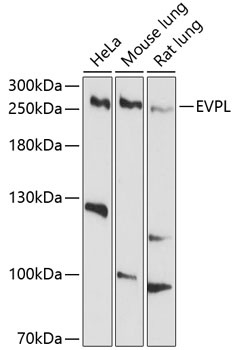 EVPL Antibody