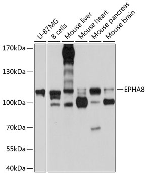 EPHA8 Antibody