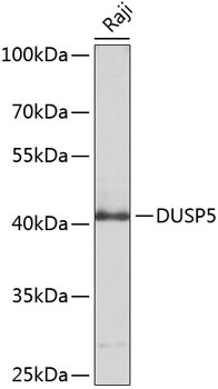 DUSP5 Antibody