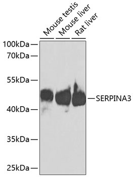 SERPINA3 Antibody