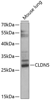 CLDN5 Antibody