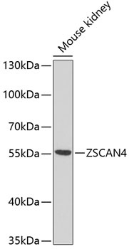 ZSCAN4 Antibody