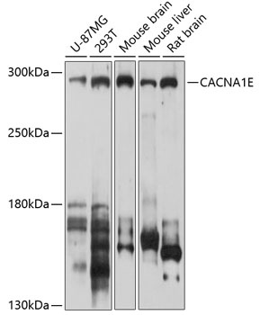 CACNA1E Antibody