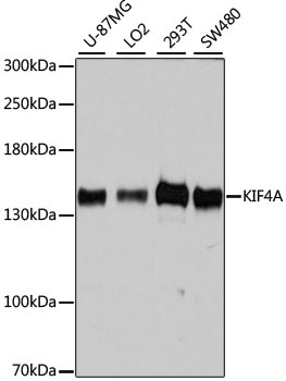 KIF4A Antibody