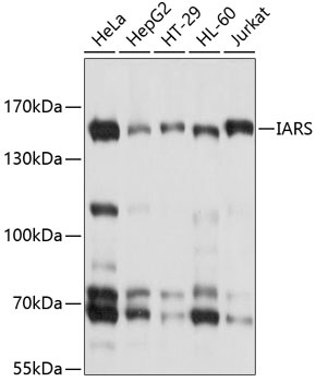IARS Antibody