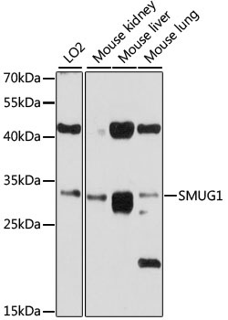 SMUG1 Antibody