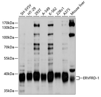 ERVFRD-1 Antibody