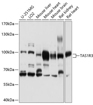 TAS1R3 Antibody