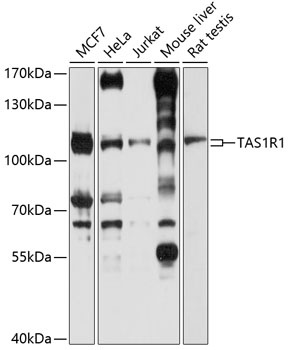 TAS1R1 Antibody